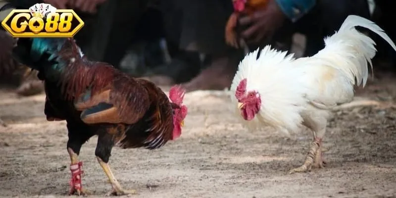 Nhiều dòng chiến kê trong đá gà C1