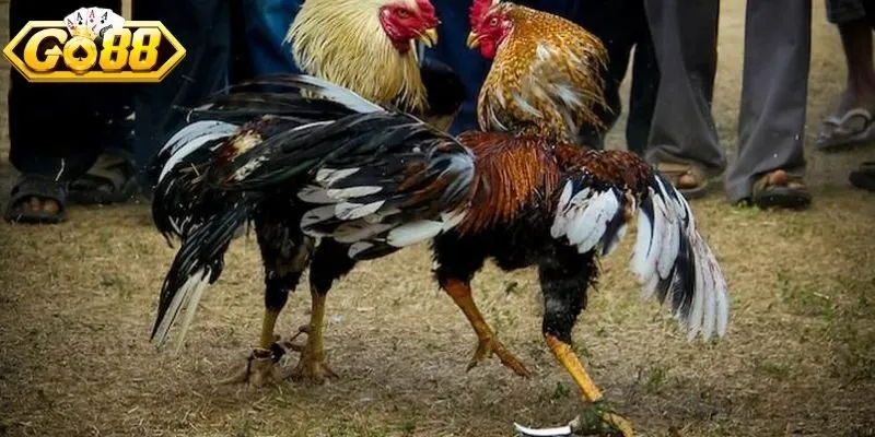 Đá gà C1 nổi danh toàn cầu