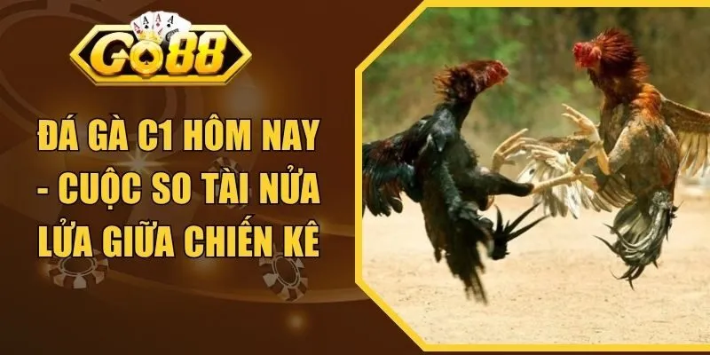 Đá Gà C1 Hôm Nay - Cuộc So Tài Nửa Lửa Giữa Chiến Kê
