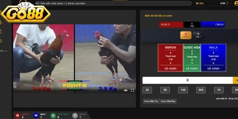 Livestream các trận gà tức thì