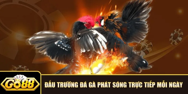 Đấu trường đá gà phát sóng trực tiếp mỗi ngày